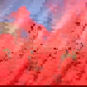 14291864 1264282823595220 1369460484939088558 N