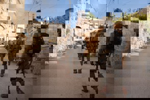 D9aac8a4 3371 4Cc0 B68b 54E8d966eb91