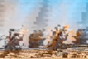 A3978ee4 6D85 48C6 Bf5e 65891624D93d