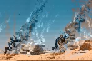 3Df8f2fd 39Ef 4181 A5f2 74379Dc2a77d