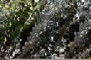 MLG 4788 Min