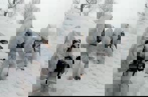 אלפיניסטים Min