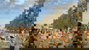 Whatsapp Image 2025 11 16 At 14.43.39