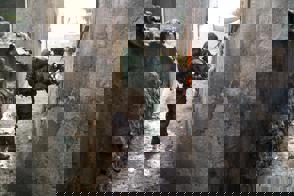 פעילות בנור א שמס 2