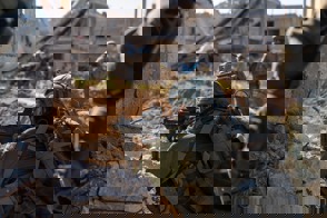 854C10e9 A2a1 422D A281 5078Cdb5ce31