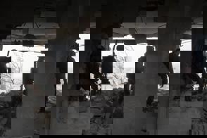 9Fc50b28 5434 4401 A423 F6a3503b73f6 0