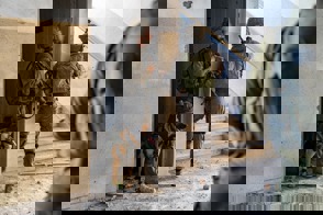 ט