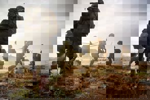 לוחמים לוחמי גדוד הגמ"ר הגמר חטמ"ר חטמר בנימין בכריעה תרגיל פינוי פצוע מוסק